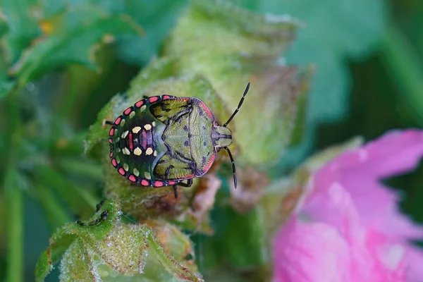 Closeup Colorful Nymph Souther Green Shieldbug Nezara Virudula Sitting Green — Stock Photo, Image