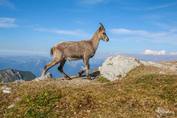 Majestic Alpine Ibex Standing Top Mountain Blue Sky — Stock Photo, Image