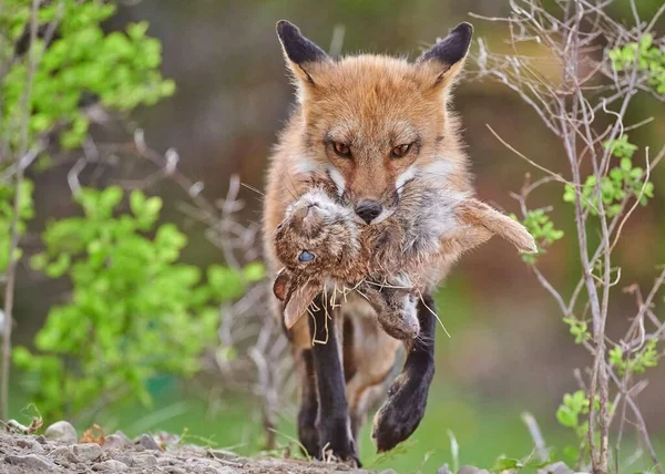 一只红狐狸在树林里散步 嘴里衔着兔子的猎物 背景模糊不清 — 图库照片