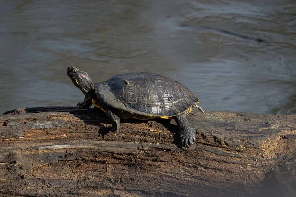 一只乌龟栖息在泥巴上 — 图库照片