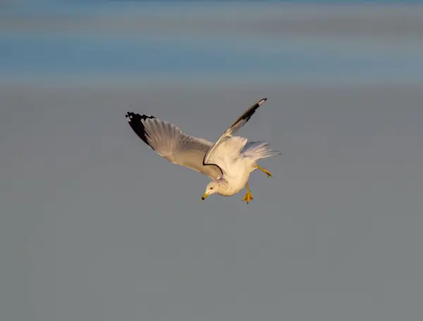 Selective Focus Shot Seagull Flying Clear Sky — Stock Photo, Image