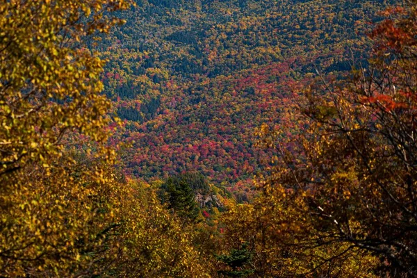 在阳光灿烂的秋天 一个覆盖着桔树的田野的风景画 — 图库照片