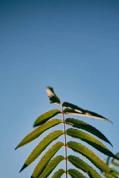 Eine Nahaufnahme Von Frischen Blättern Mit Blauem Himmel Hintergrund — Stockfoto