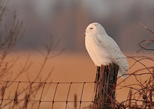 Sebuah Closeup Burung Hantu Putih Bertengger Tiang Kayu — Stok Foto