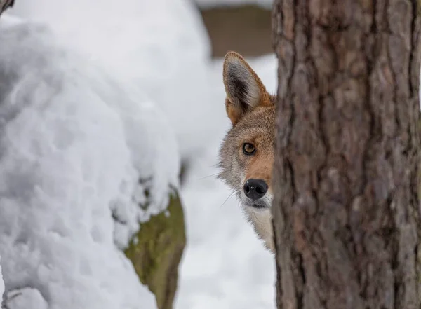 Nahaufnahme Der Schnauze Eines Kojoten Der Sich Hinter Dem Baum — Stockfoto