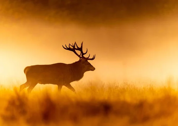 Eine Silhouette Von Hirschen Die Feld Stehen — Stockfoto