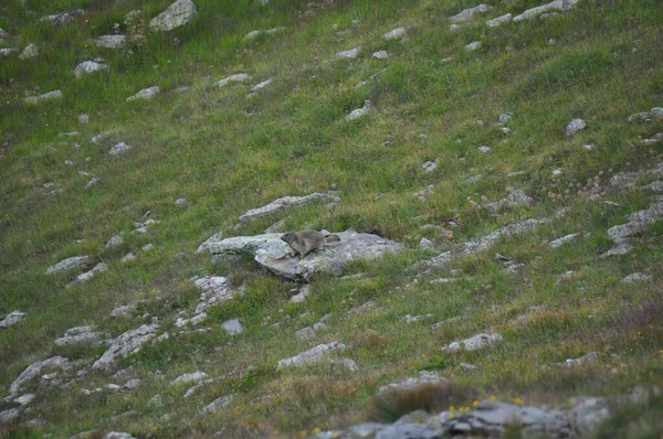Marmotta Alpina Passeggia Sulle Alpi Durante Giorno — Foto Stock
