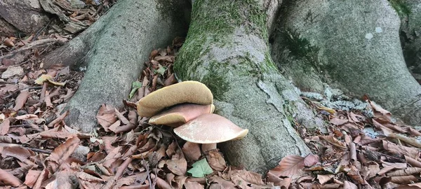 Cogumelo Selvagem Chão Floresta — Fotografia de Stock