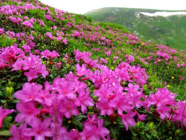 Sonbahar Meleği tarlası Azalea 'yı tekrar yeşil yamaçlarda açıyor.