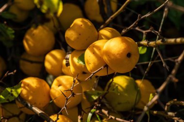 Taze olgunlaşmış ayva balıklarının yakın plan çekimi.
