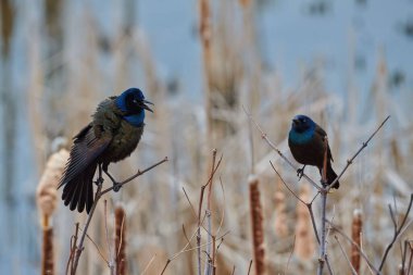 Bataklıkta bulanık arkaplana karşı ortak grackles (Quiscalus quiscula) bir yakın çekim