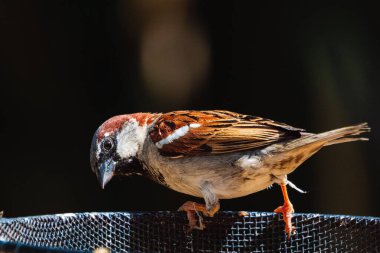 Korkuluklara tünemiş serçenin yakın çekimi.