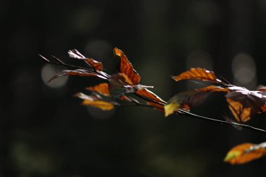 Sarı sonbahar yaprakları olan bir ağaç dalı ve bulanık arka planda orman.