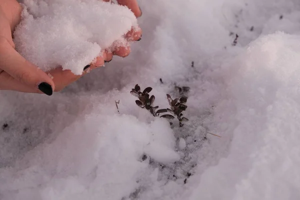 Tiro Perto Das Mãos Uma Pessoa Com Neve Nas Mãos — Fotografia de Stock