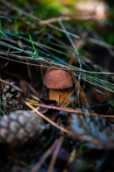 Tiro Close Vertical Cogumelo Selvagem Encontrado Crescendo Uma Floresta — Fotografia de Stock