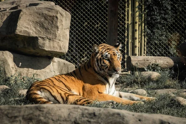 一只老虎躺在草地上 — 图库照片