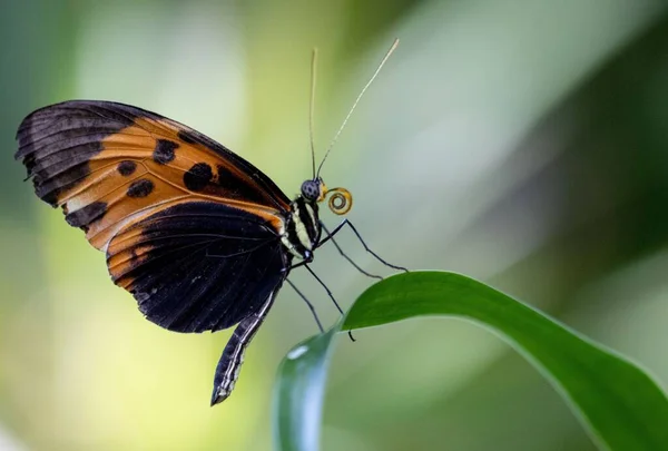 近照在植物上的一种黑蝴蝶的特写 — 图库照片