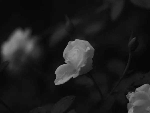 Nahaufnahme Einer Schönen Rosenblüte Garten — Stockfoto