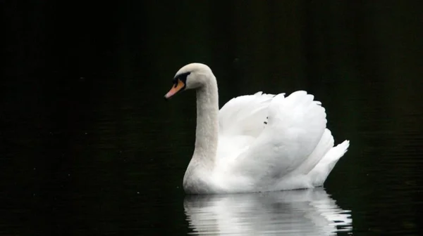 黒い背景に孤立した池に反射して白鳥の美しいクローズアップ — ストック写真