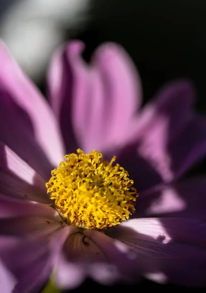 Ένα Κοντινό Κάθετο Πλάνο Του Μοβ Λουλουδιού Άνθιση Φόντο Θολό — Φωτογραφία Αρχείου