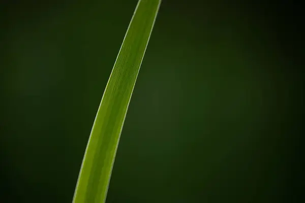 Detailní Záběr Zelené Stéblo Trávy — Stock fotografie