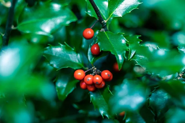 Μια Επιλεκτική Φωτογραφία Φρούτα Holly Ένα Δέντρο — Φωτογραφία Αρχείου