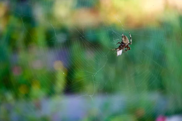 Detailní Záběr Pavouka Araneus Ventricosus Pavučině Pavučina Rozmazaném Pozadí — Stock fotografie