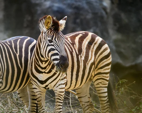 Zebra Warm Summer Day Zoo Sydney Australia — Stock Photo, Image