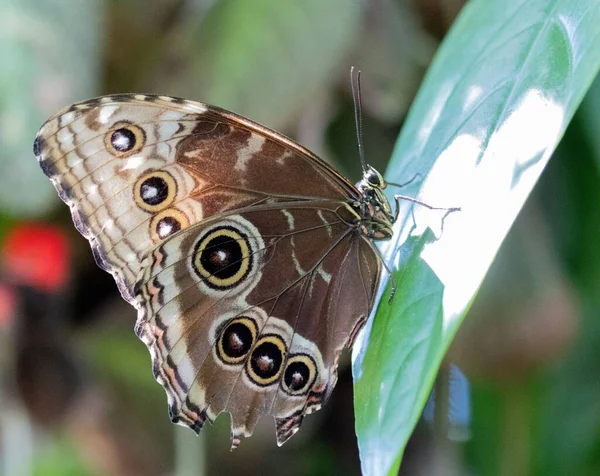 Zbliżenie Ujęcia Sowy Motyla Roślinach — Zdjęcie stockowe