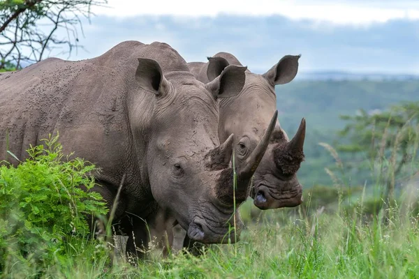 Rinocerontes Brancos Natureza África — Fotografia de Stock