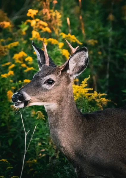 大自然中一只美丽的公鹿的垂直镜头 — 图库照片