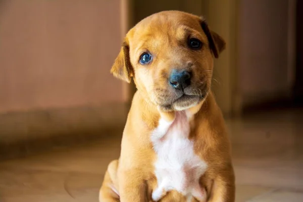 Yerde Oturmuş Kameraya Bakan Üzgün Yüzlü Şirin Bir Köpek Yavrusunun — Stok fotoğraf