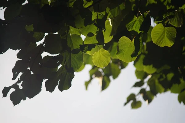 Napfény Közelsége Sugárzik Egy Zöld Levelein — Stock Fotó