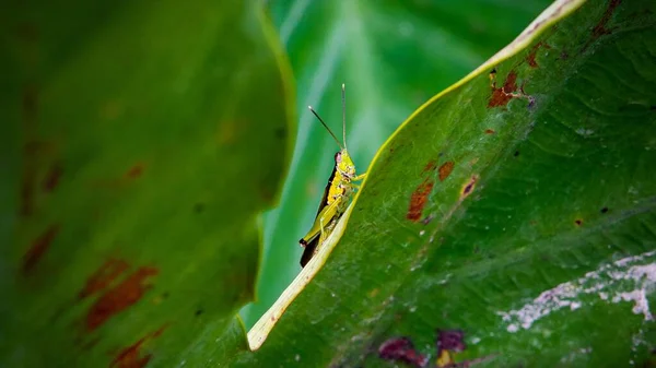 Eine Nahaufnahme Eines Insekts Auf Einem Blatt — Stockfoto