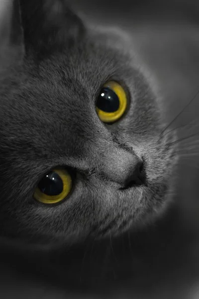 Ένα Κάθετο Πορτραίτο Μιας Αξιολάτρευτης Γκρίζας Γάτας Κίτρινα Μάτια Που — Φωτογραφία Αρχείου