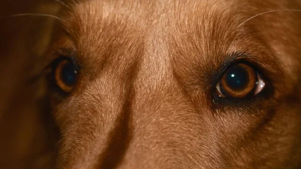 Ένα Κοντινό Πλάνο Από Μάτια Ενός Αξιολάτρευτου Σκύλου — Φωτογραφία Αρχείου