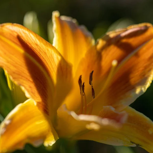 Eine Nahaufnahme Einer Schönen Gelben Blume Voller Blüte Unter Sonnenlicht — Stockfoto