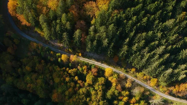 Vue Aérienne Une Route Long Une Forêt Arbres Automne Colorés — Photo