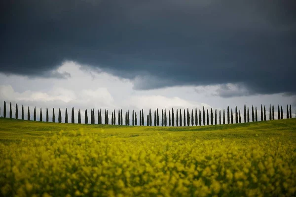 Scenic View Yellow Flowers Field Rows Cypress Trees Gloomy Sky — Stock Photo, Image