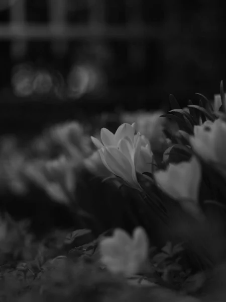 Selective Focus Shot Blooming Flower Grayscale — Stock Photo, Image