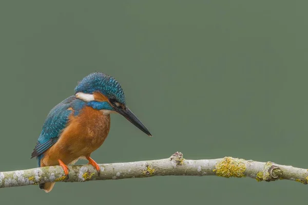 Cute Kingfisher Alcedinidae Resting Mossy Tree Branch Green Blurred Background — Stock Photo, Image
