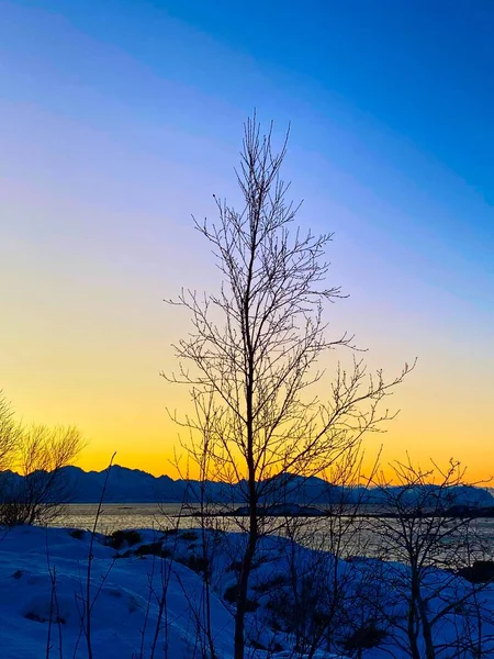 Svislý Záběr Bezlistých Stromů Pozadí Krásné Oblohy Při Západu Slunce — Stock fotografie