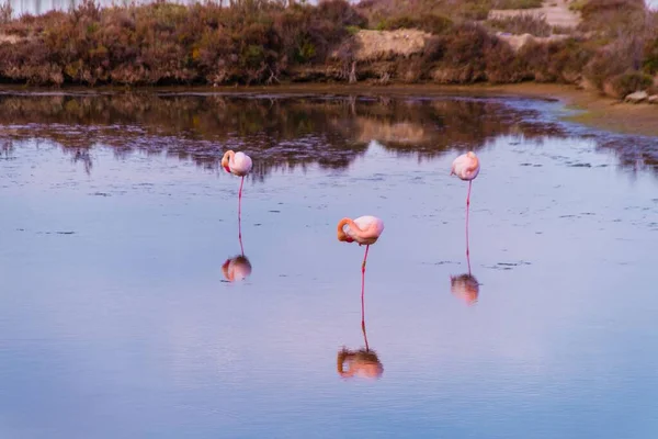 Närbild Vackra Flamingos Simmar Sjön — Stockfoto
