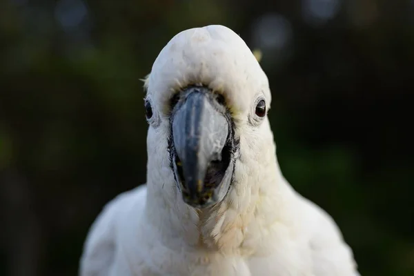 Sydney Avustralya Daki Camp Cove Koyu Bir Geçmişi Olan Papağan — Stok fotoğraf