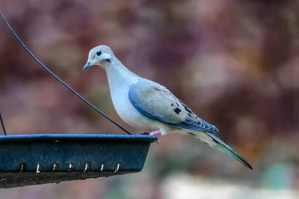 Closeup Mourning Dove Perched Metal Feeder — Stock Photo, Image