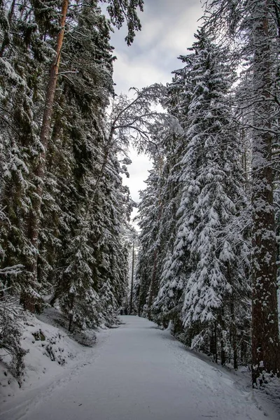 途中に雪に覆われた長い道を持つ魔法のスウェーデンの森の冬の風景 — ストック写真