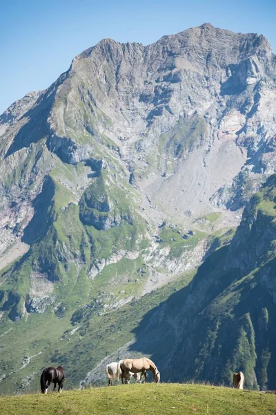 Sebuah Gambar Vertikal Kuda Merumput Dekat Pegunungan Vorarlberg Austria — Stok Foto