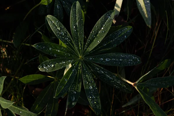 Eine Schöne Nahaufnahme Von Nassen Pflanzenblättern Garten — Stockfoto