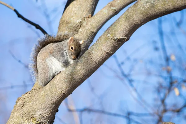 一只松鼠坐在树上 背影朦胧 — 图库照片