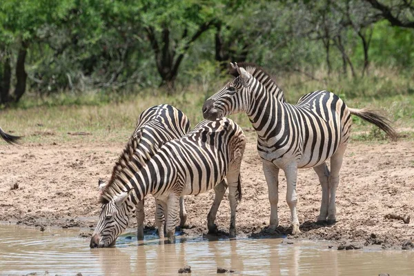 Die Flachland Zebras Trinken Wasser Aus Einem Teich Freier Wildbahn — Stockfoto
